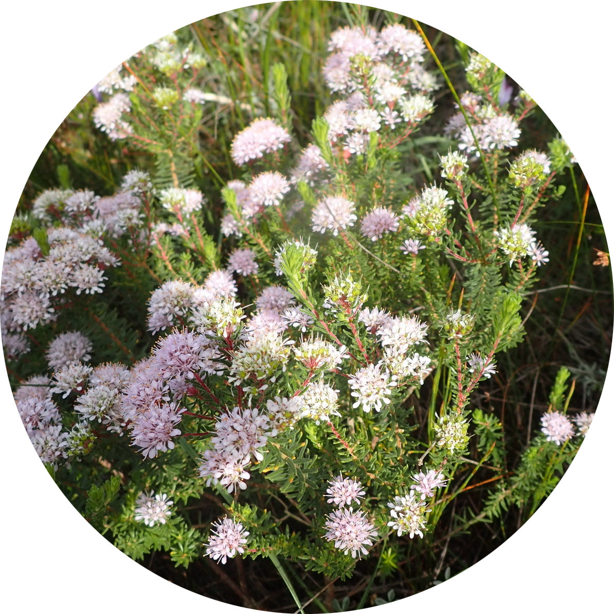 aniseed-buchu.jpg