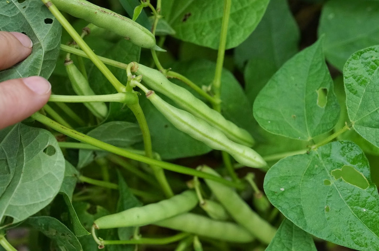 blackbeans3_78bc83d4-b7a5-4ce2-a049-7ba704cfcbf9.jpg