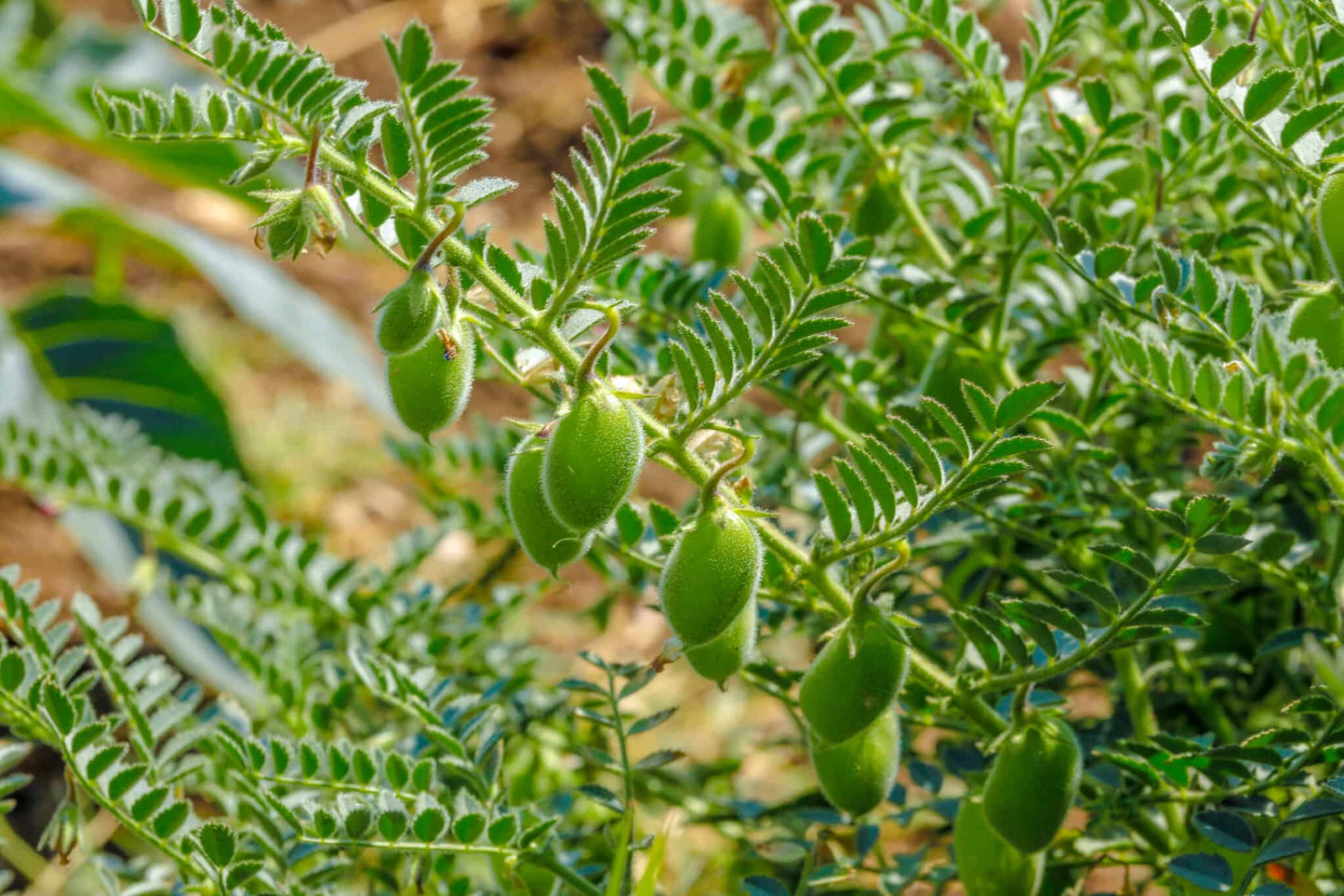 chickpeas2_84bb2dcd-2dd4-4d2f-9499-62b3a2df8ba6.jpg