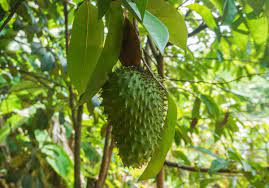 soursop leaf.jpeg