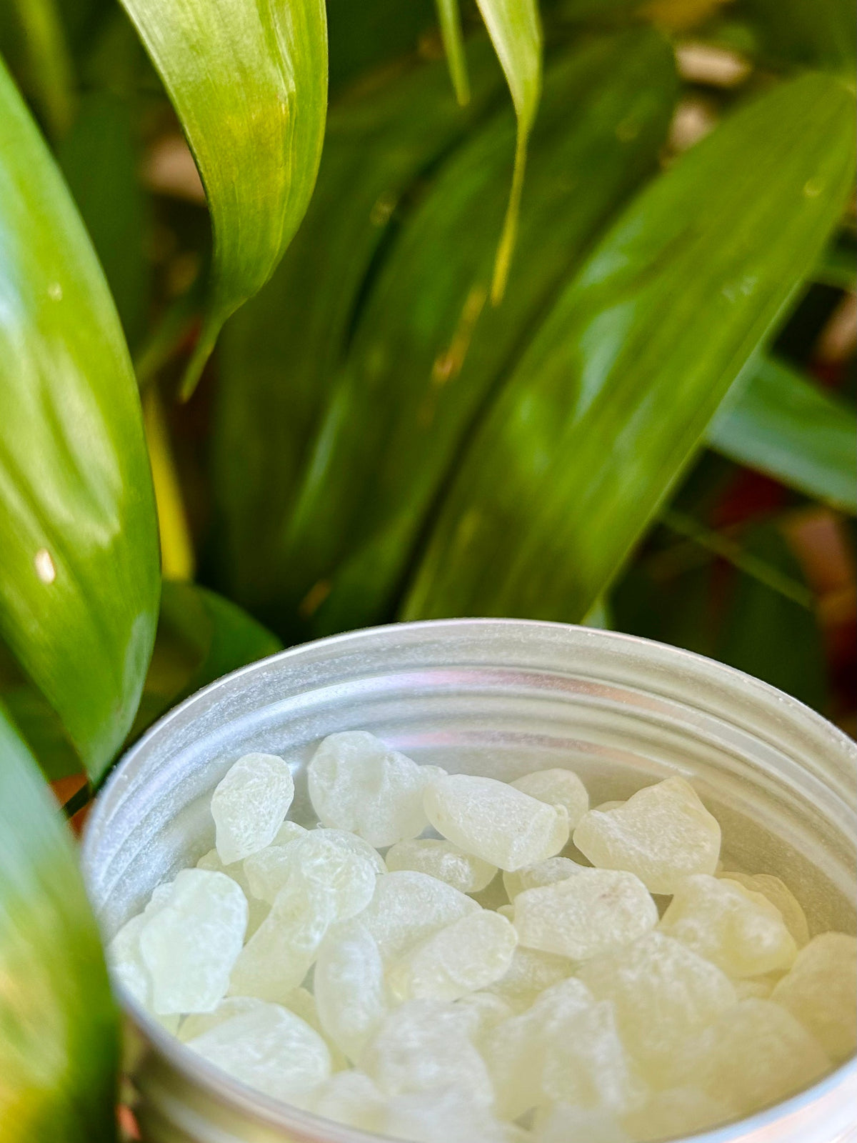 Open tin of mastic tears among green leaves.