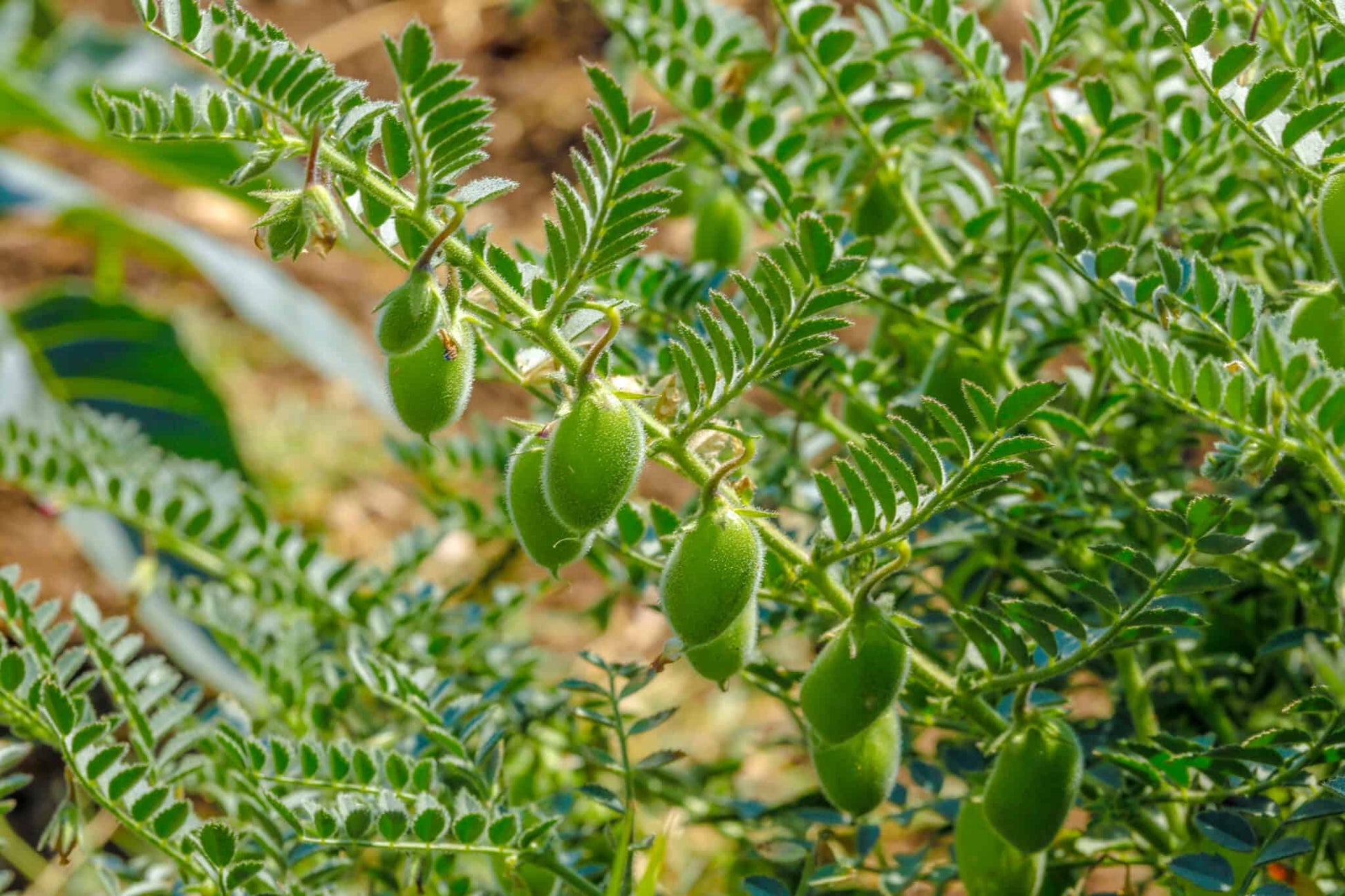 chickpeas2_84bb2dcd-2dd4-4d2f-9499-62b3a2df8ba6.jpg