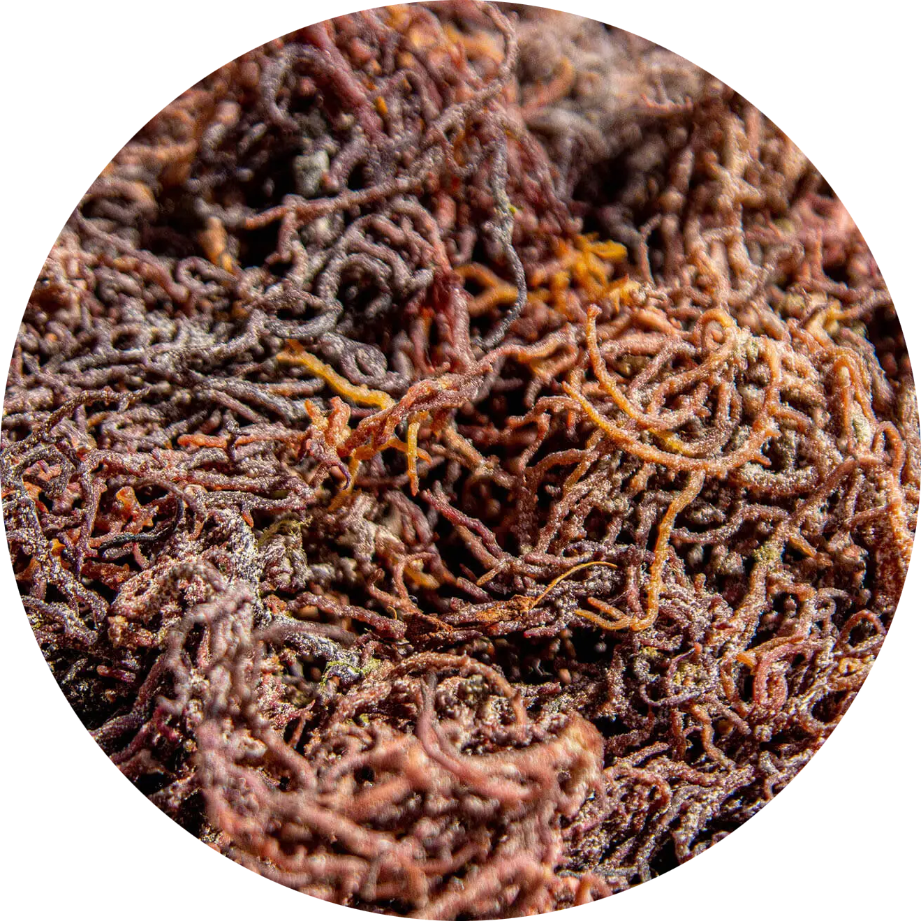 sea_20moss_577fda17-2a65-4d10-b945-44044543c3db.png