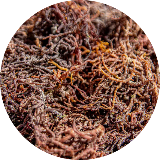 sea_20moss_577fda17-2a65-4d10-b945-44044543c3db.png