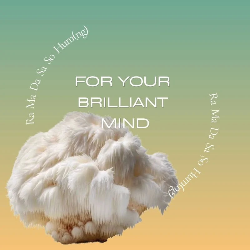 Lion's Mane Tincture